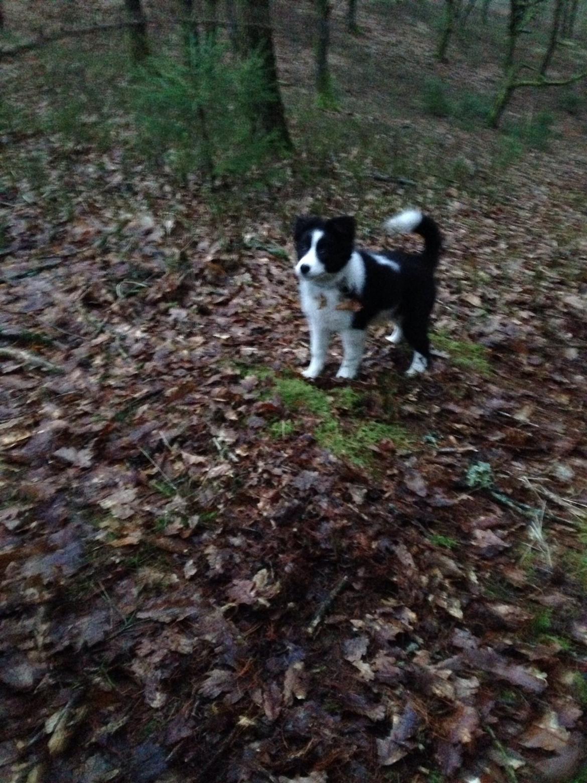 Blanding af racer Nelli billede 6