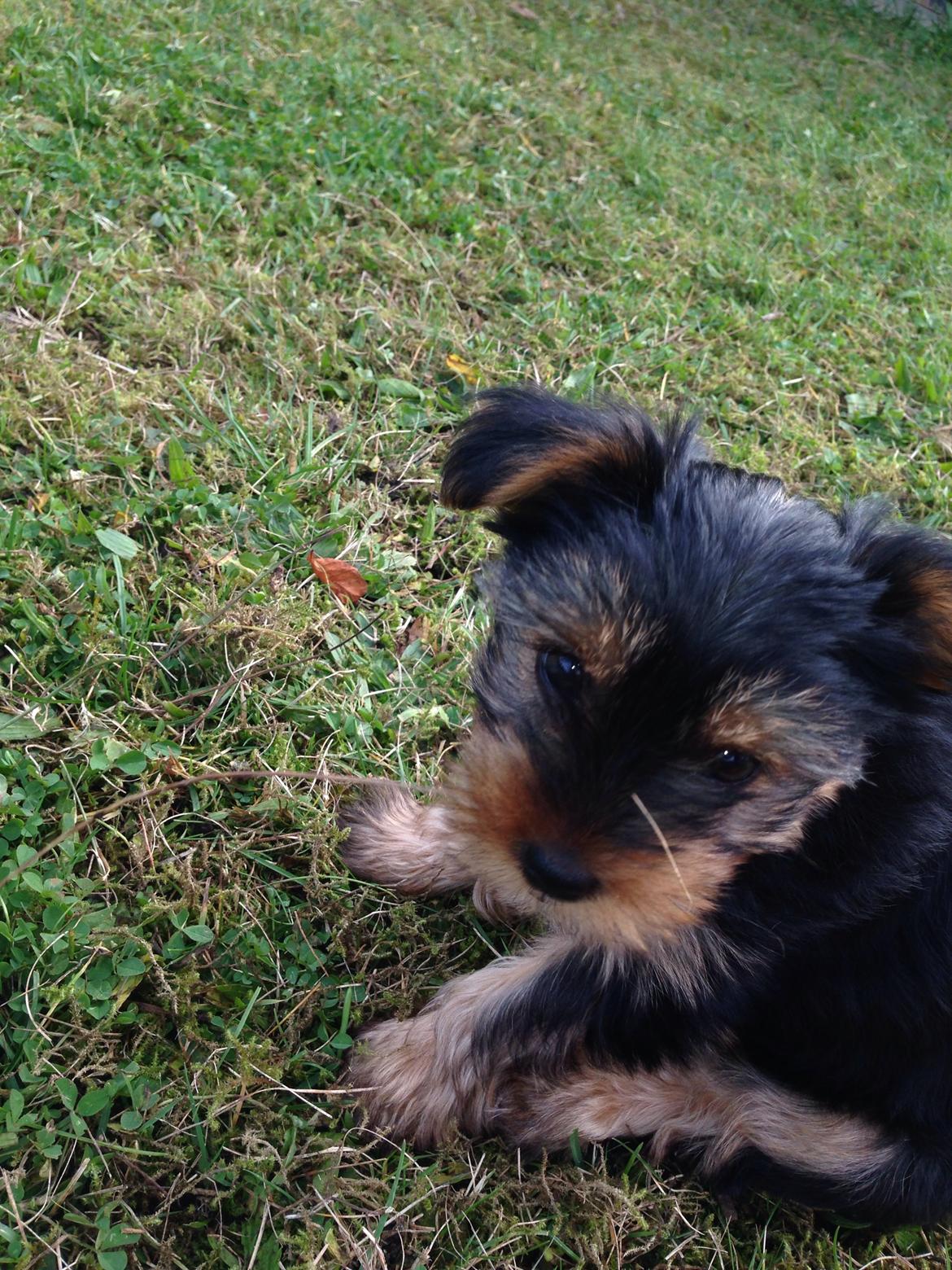 Yorkshire terrier Pinky billede 7