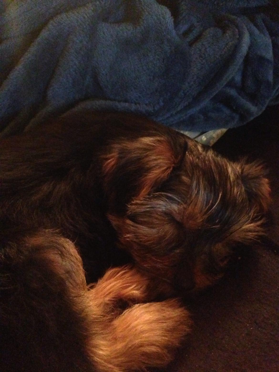 Yorkshire terrier Pinky billede 9