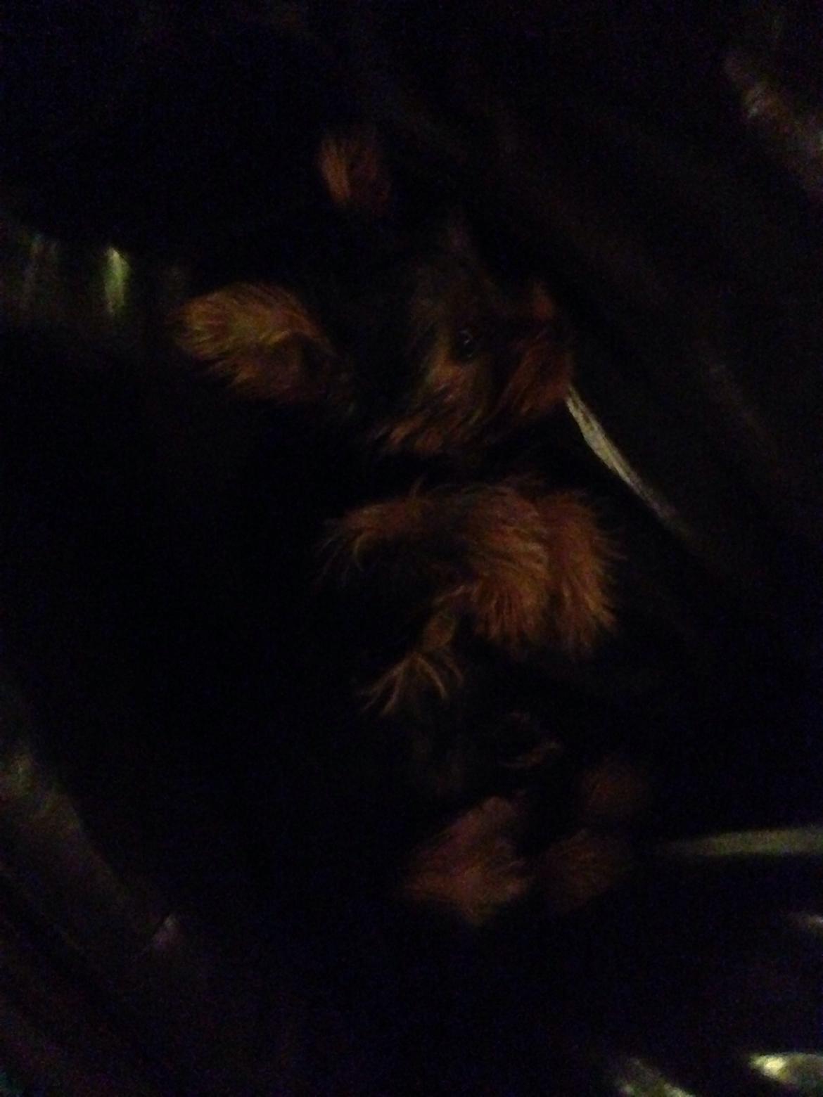 Yorkshire terrier Pinky billede 10