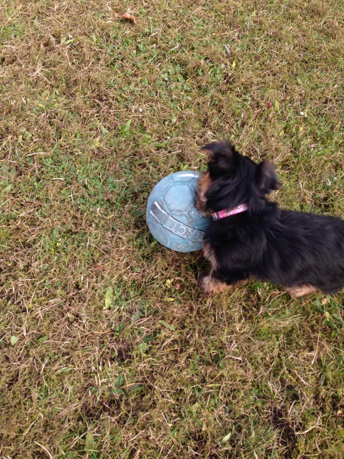 Yorkshire terrier Pinky billede 13