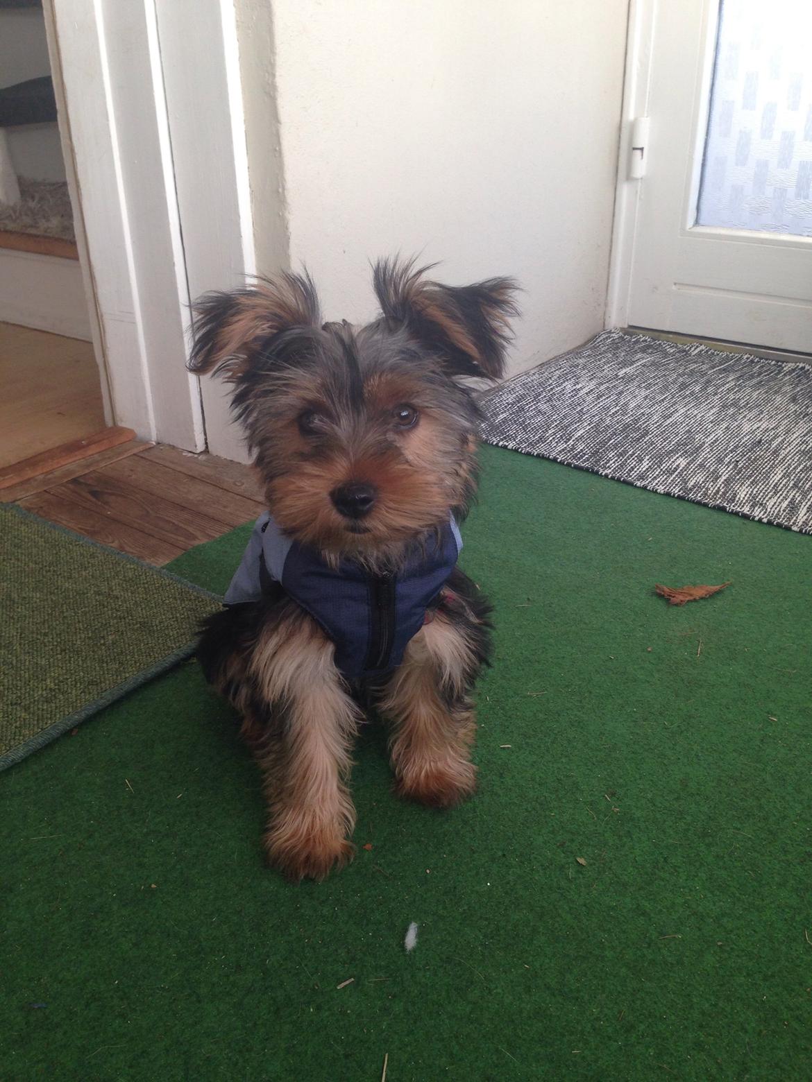 Yorkshire terrier Pinky billede 14