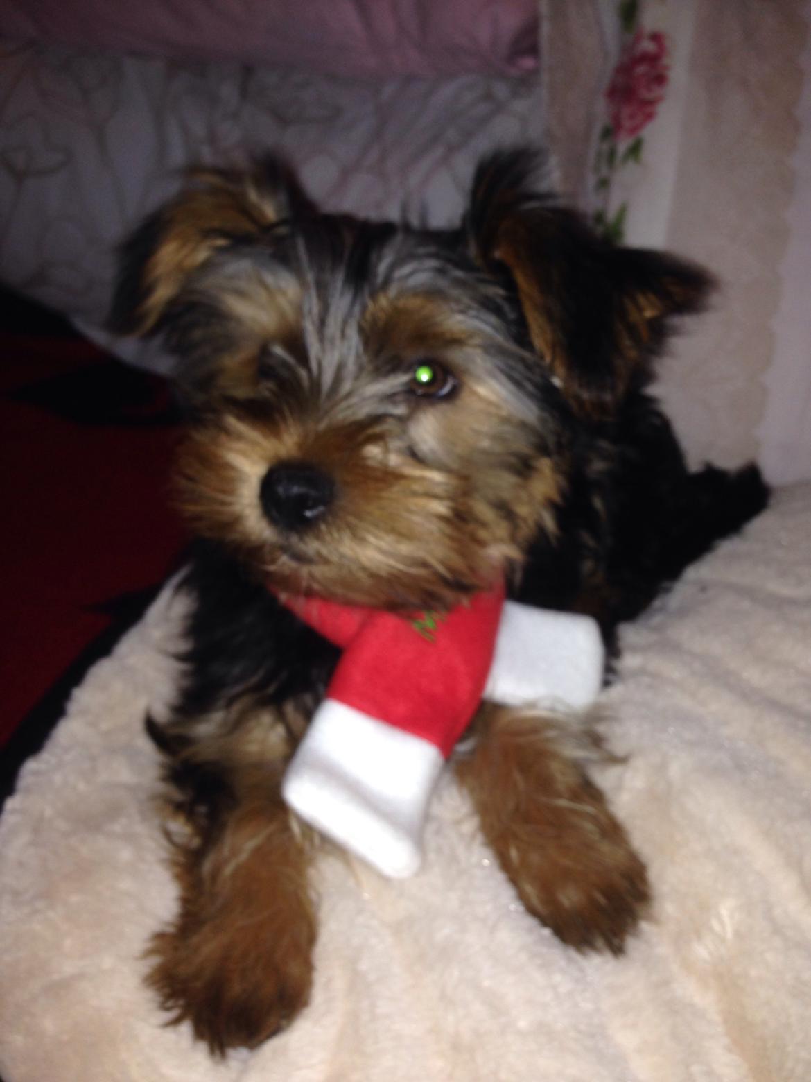 Yorkshire terrier Pinky billede 15