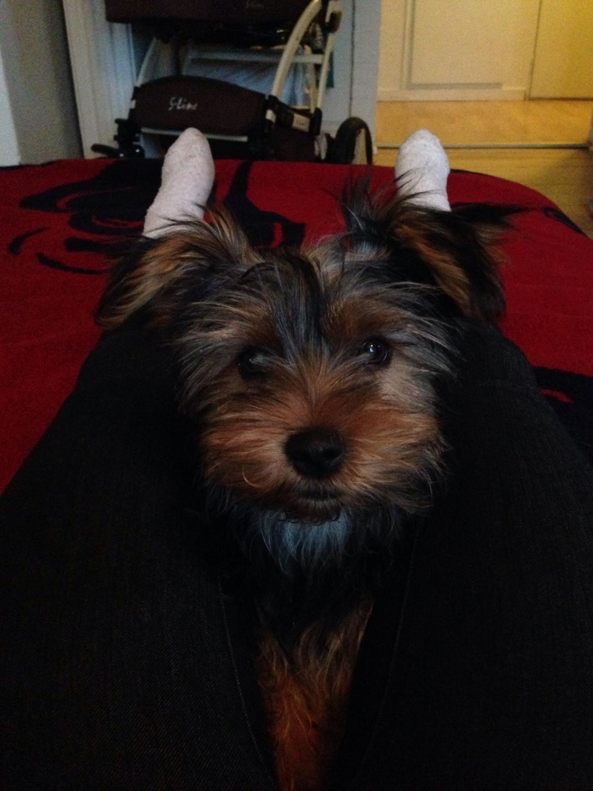 Yorkshire terrier Pinky billede 17