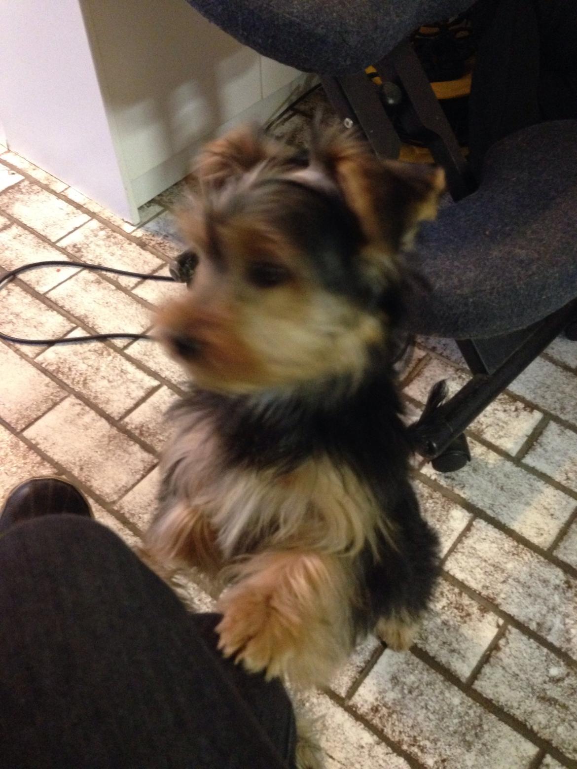 Yorkshire terrier Pinky billede 22