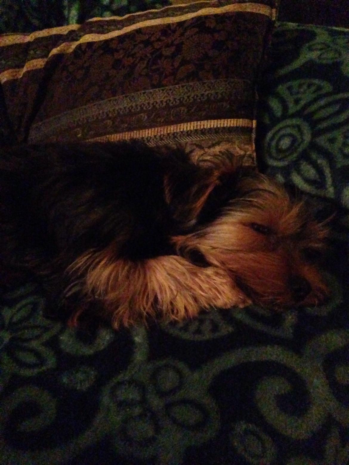 Yorkshire terrier Pinky billede 24