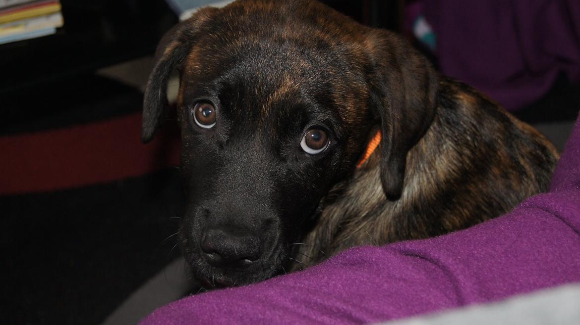 Rottweiler Blanding | Enya billede 9