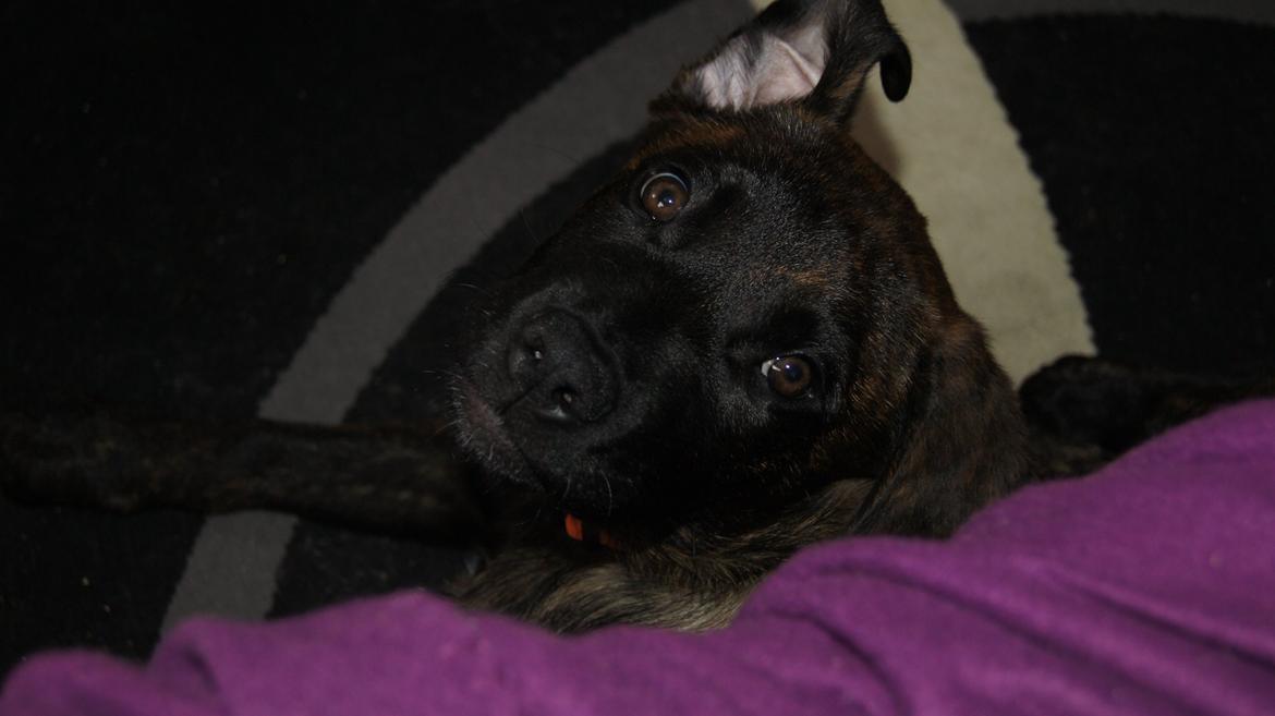 Rottweiler Blanding | Enya billede 13