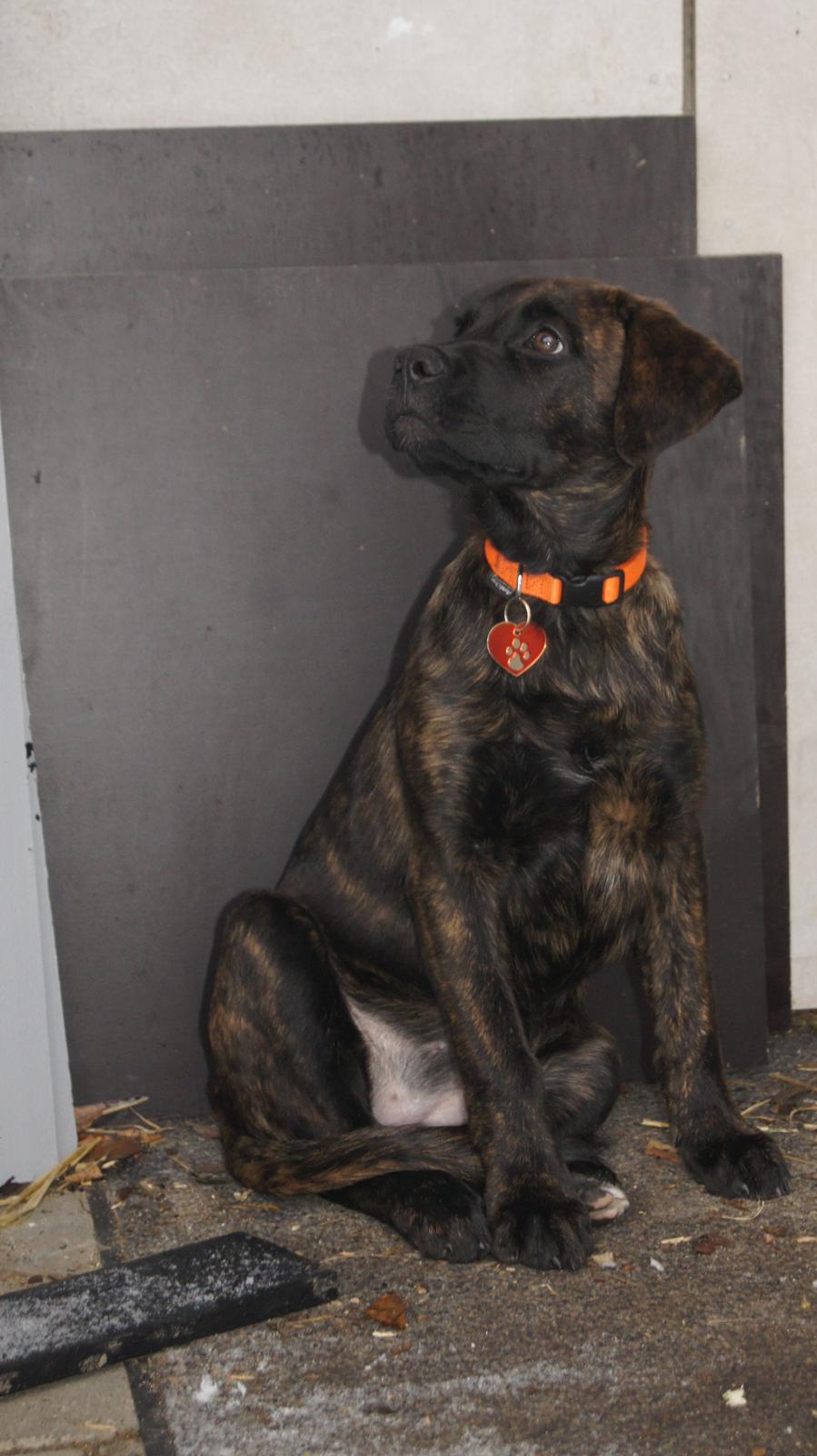 Rottweiler Blanding | Enya billede 16