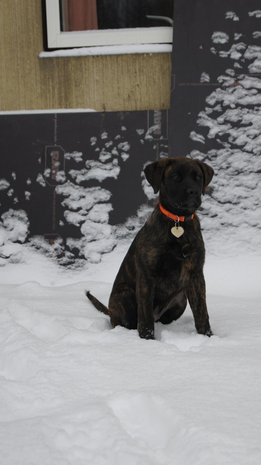 Rottweiler Blanding | Enya billede 10