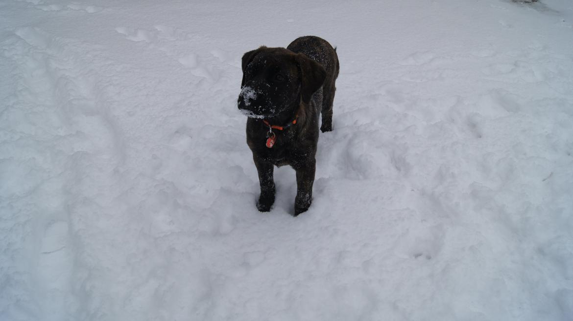 Rottweiler Blanding | Enya billede 19