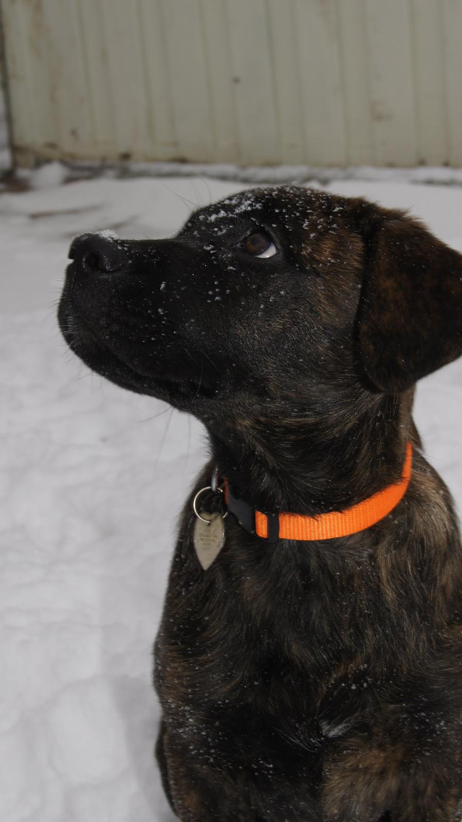 Rottweiler Blanding | Enya billede 21