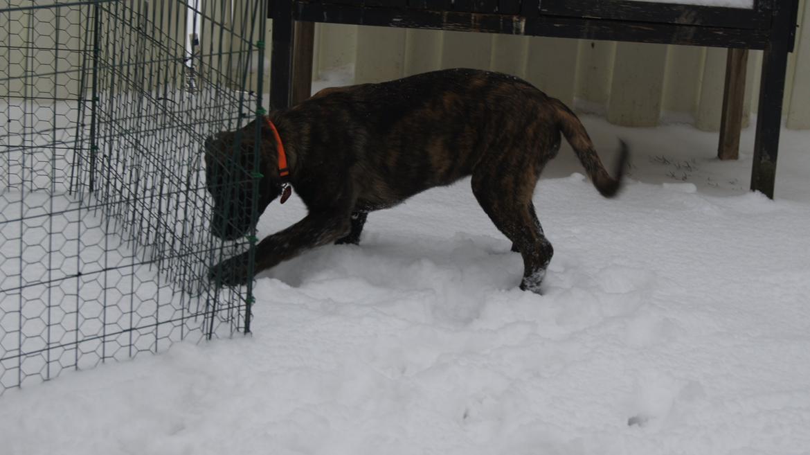 Rottweiler Blanding | Enya billede 27