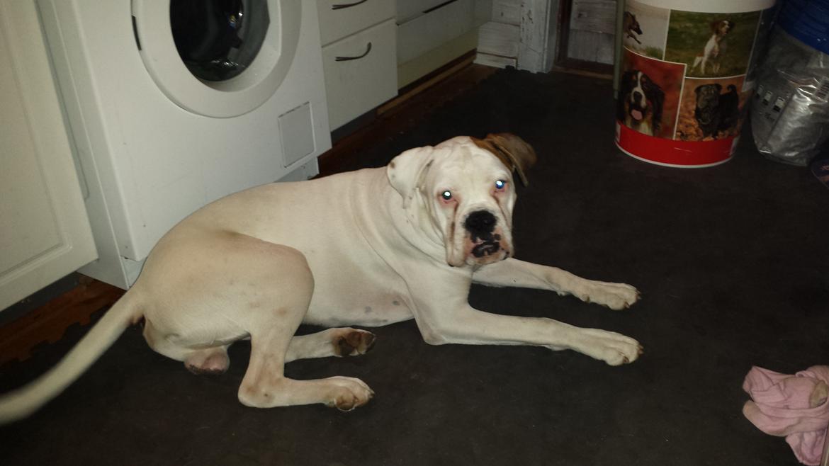 Boxer Neo billede 4