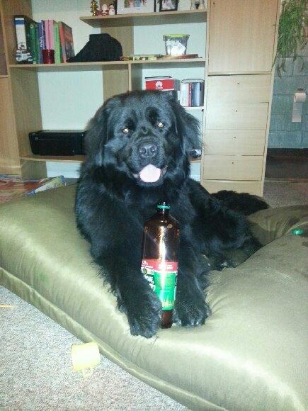 Newfoundlænder The rhythm of the night  billede 1