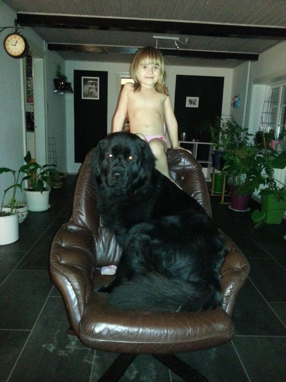 Newfoundlænder The rhythm of the night  billede 2