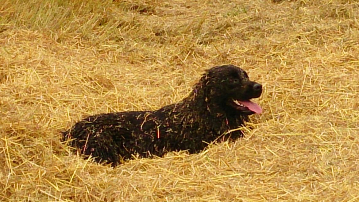 Newfoundlænder The rhythm of the night  billede 3