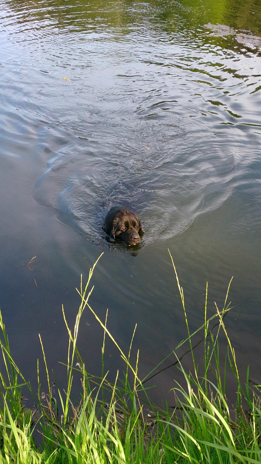 Newfoundlænder The rhythm of the night  billede 4