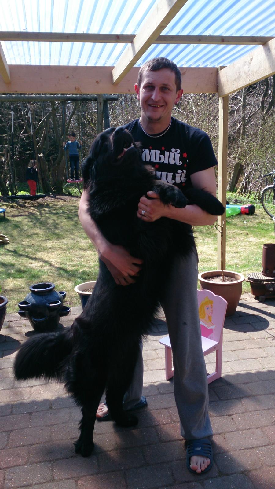 Newfoundlænder The rhythm of the night  billede 5