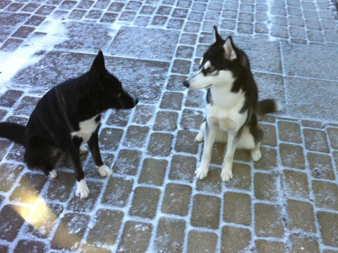 Siberian husky Laika billede 11