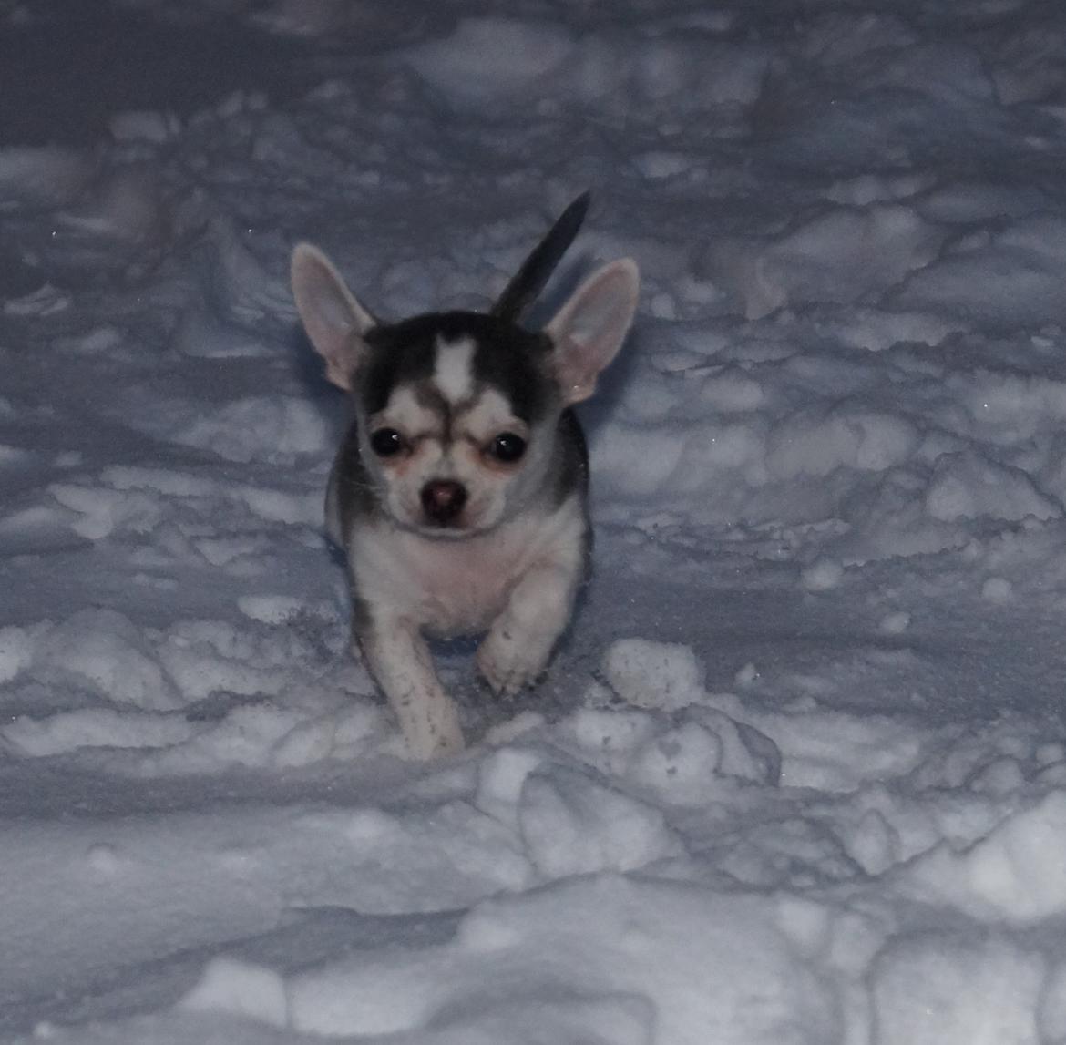 Chihuahua High Fly Zumo Last One billede 3