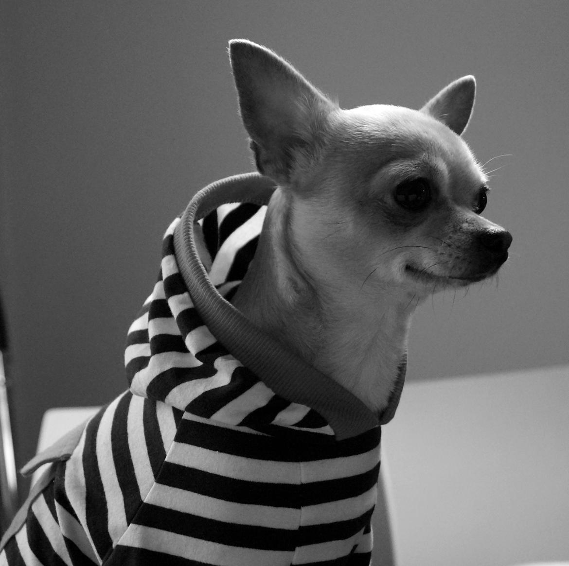 Chihuahua Beliza by Hinz billede 10