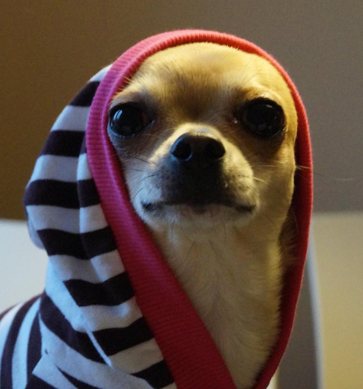 Chihuahua Beliza by Hinz billede 11