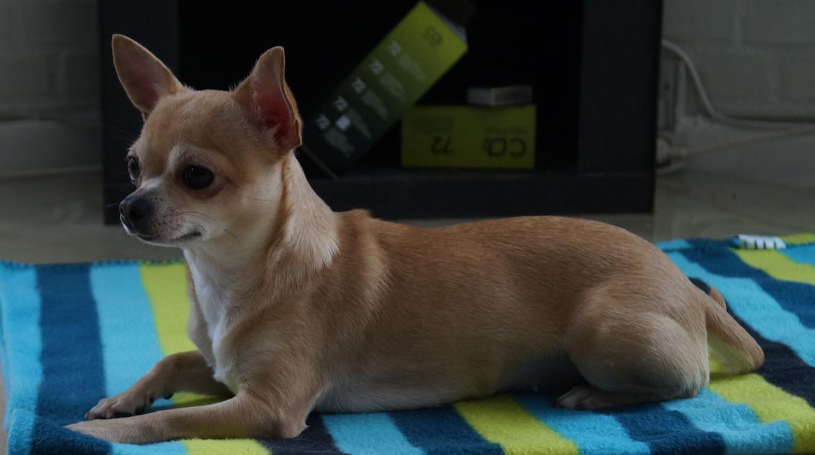 Chihuahua Beliza by Hinz billede 12