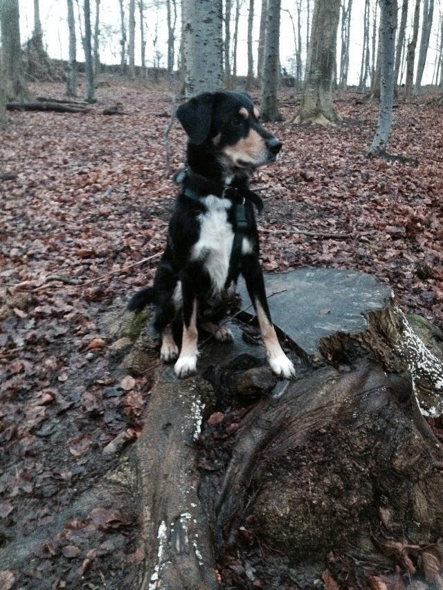 Blanding af racer Coda - Min dejlige dreng på tur i hundeskoven få dage efter jeg fik ham :)  billede 8