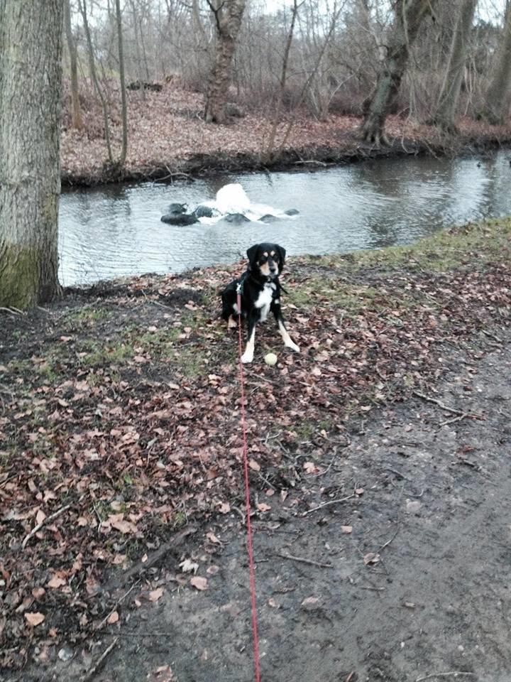 Blanding af racer Coda - Ved Bygholmpark  billede 9