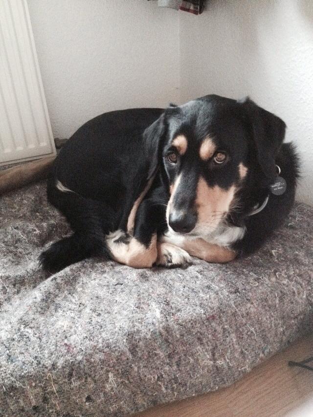 Blanding af racer Coda - Så dejlig han er <3 billede 1