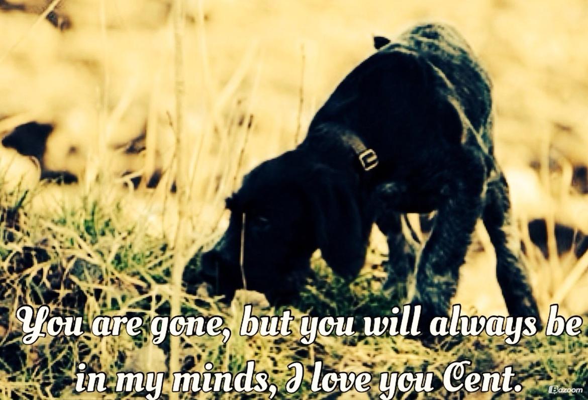 Ruhåret hønsehund Cent billede 49