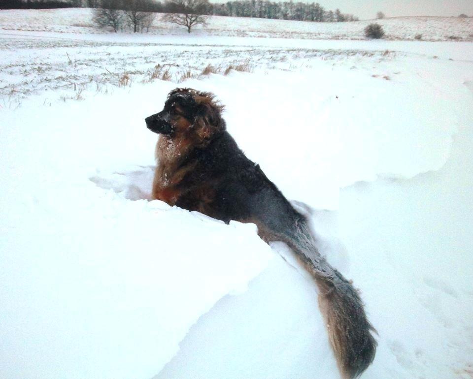 Blanding af racer Valter billede 1