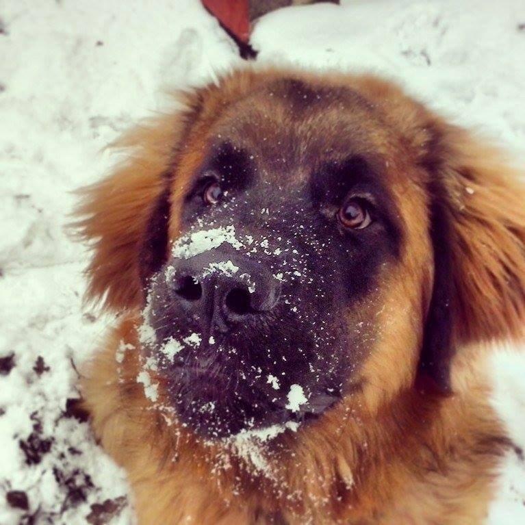 Leonberger Diego billede 10