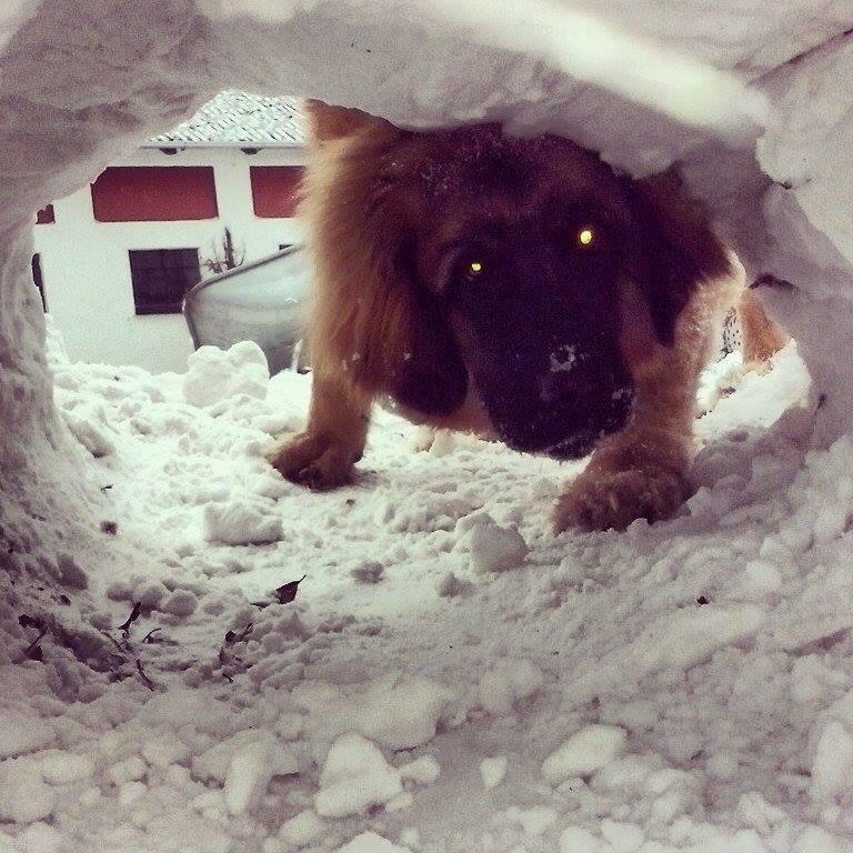 Leonberger Diego billede 11