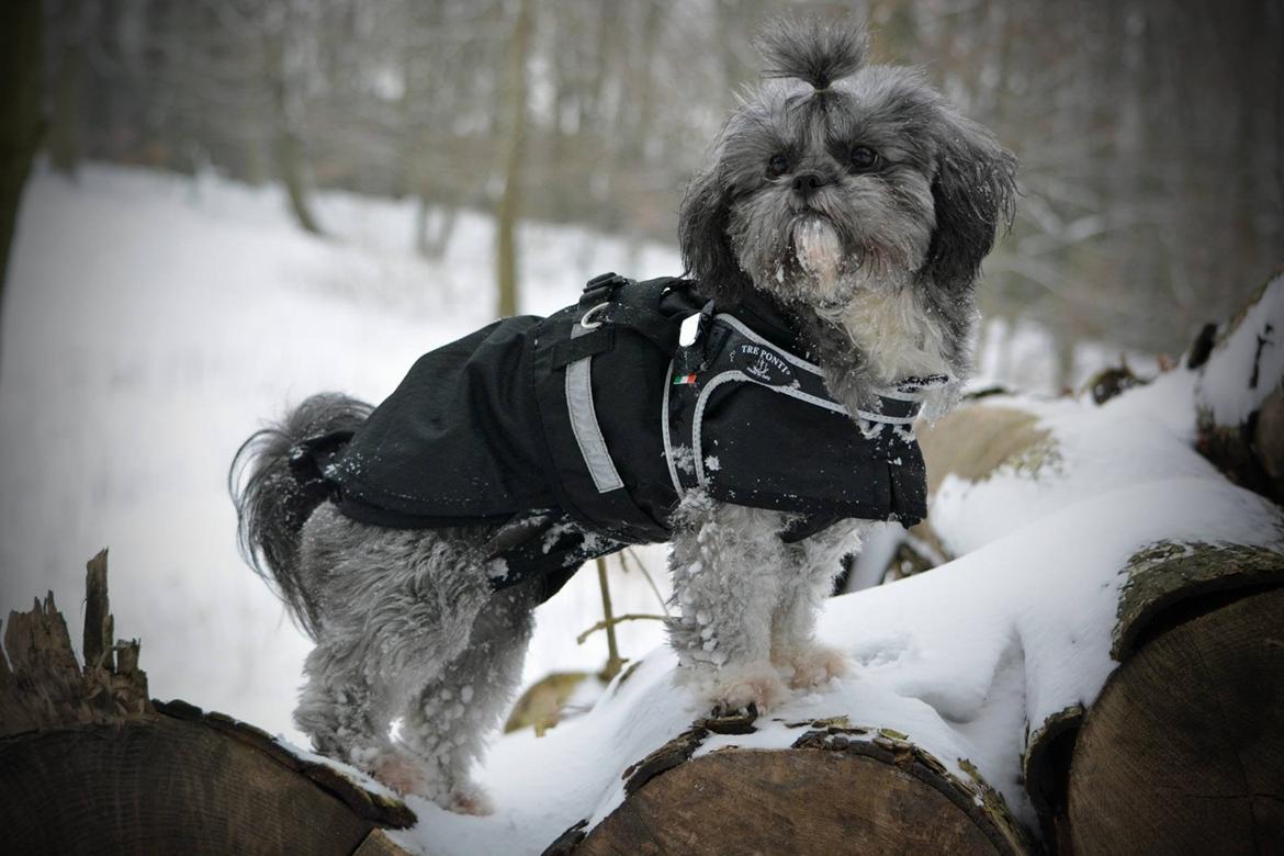 Blanding af racer Bianca R.I.P 4. februar 2014 billede 1