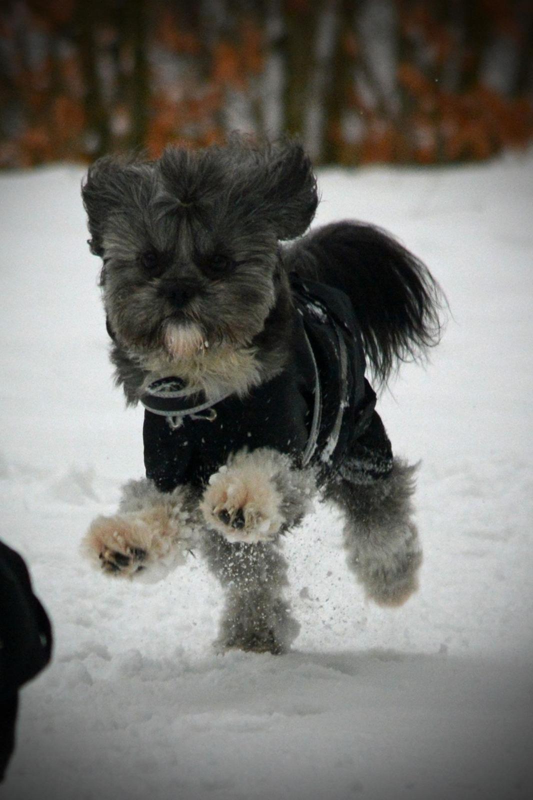 Blanding af racer Bianca R.I.P 4. februar 2014 billede 16