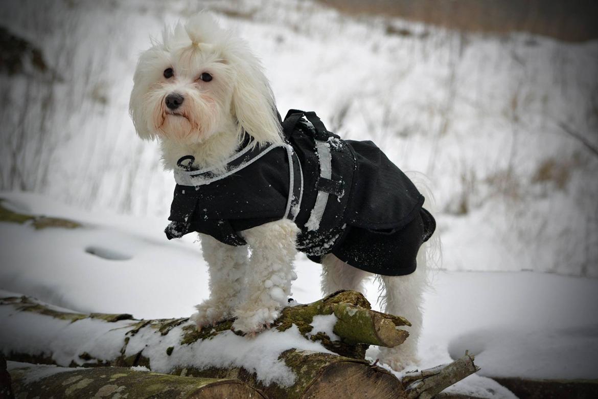 Malteser Fie R.I.P 26. Januar 2015 billede 9