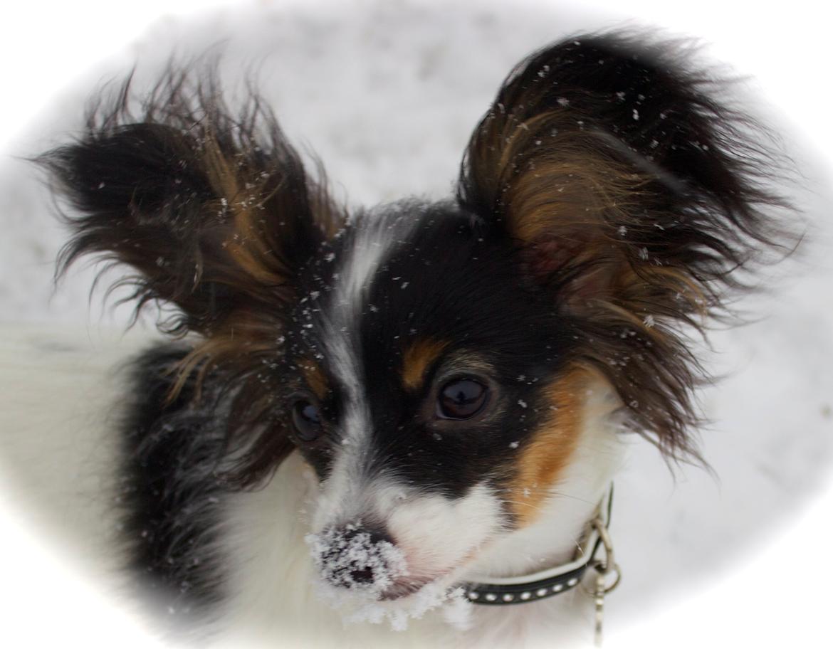 Papillon Flowerbirds Zia Be My Beauty billede 15