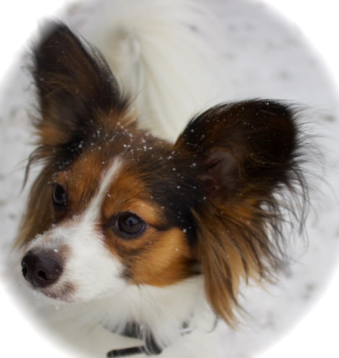 Papillon Alberte Demanture my dream. billede 6