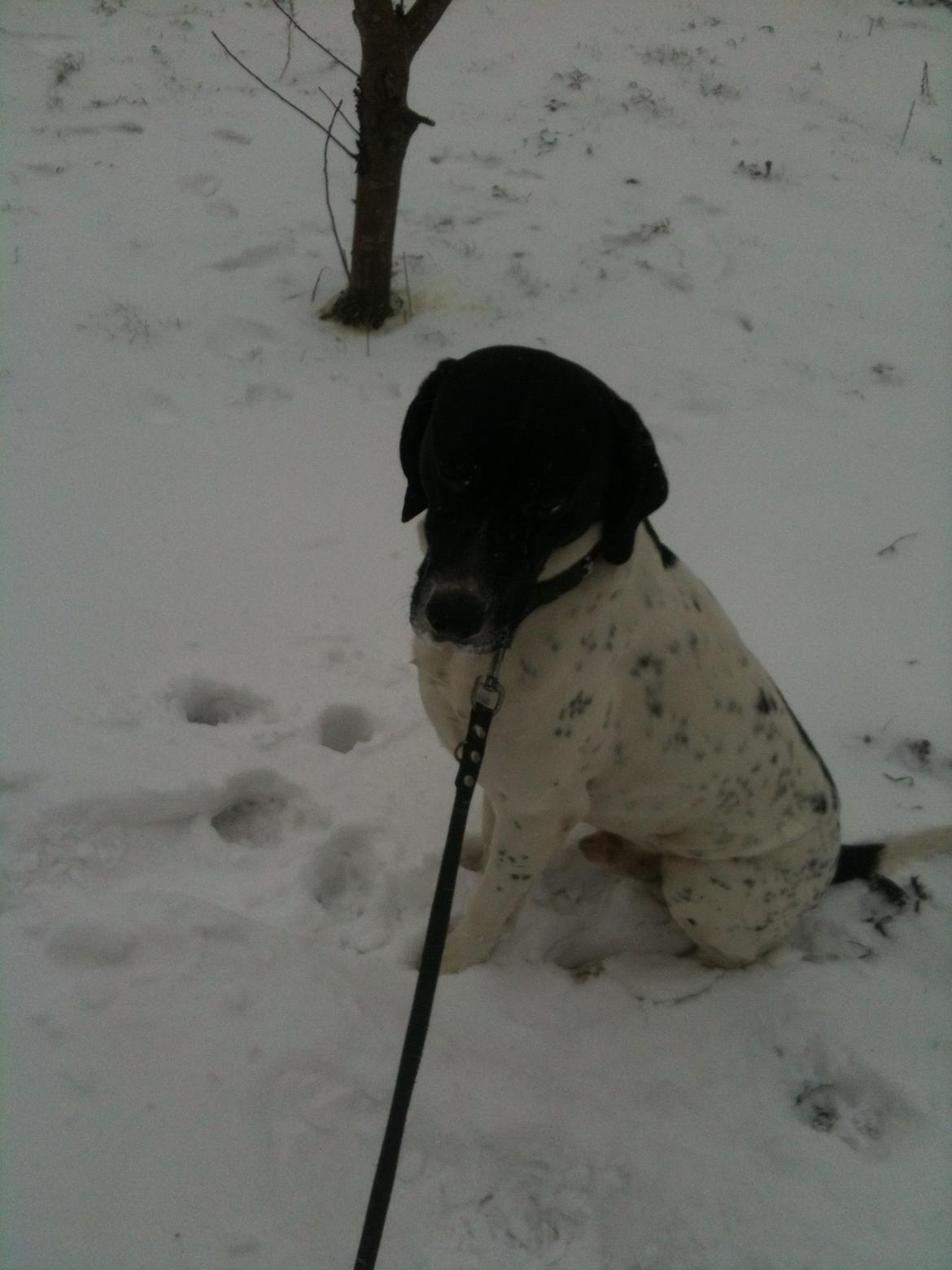 Pointer Wilson billede 4