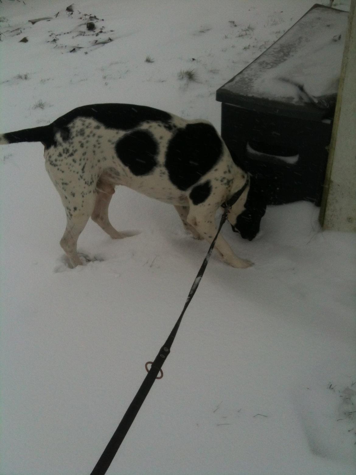 Pointer Wilson billede 1