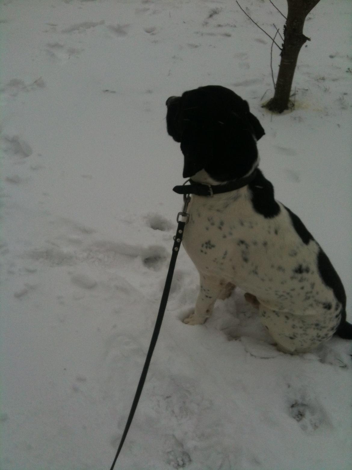 Pointer Wilson billede 2