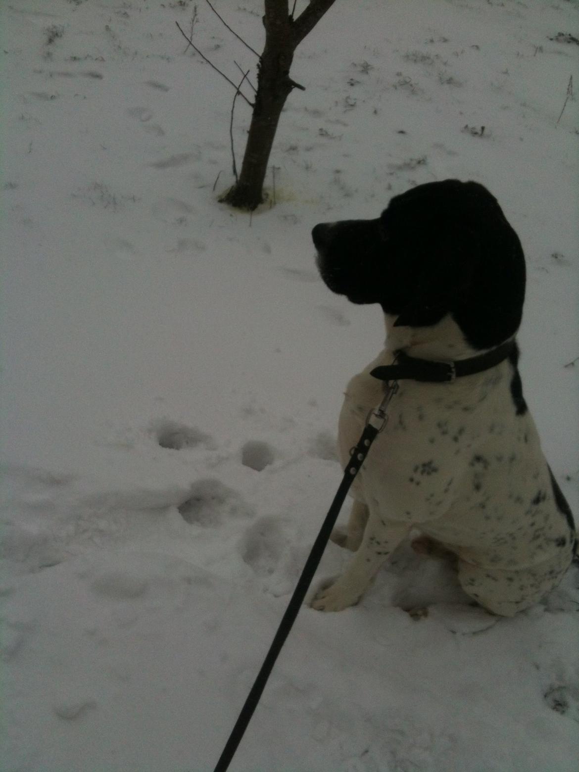 Pointer Wilson billede 3