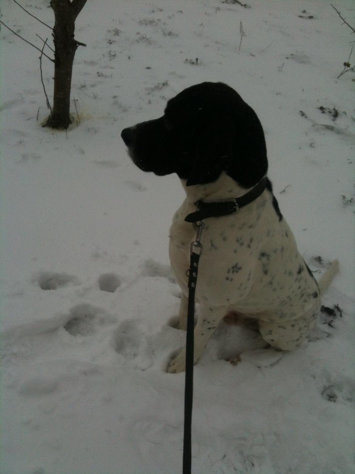 Pointer Wilson billede 5