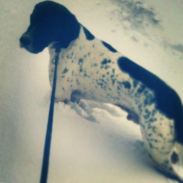 Pointer Wilson billede 6