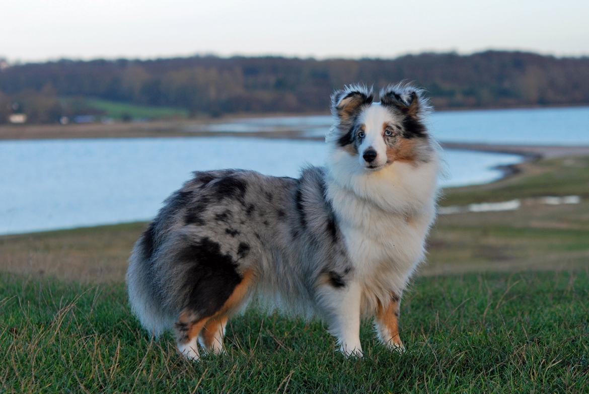 Shetland sheepdog Mejse billede 15