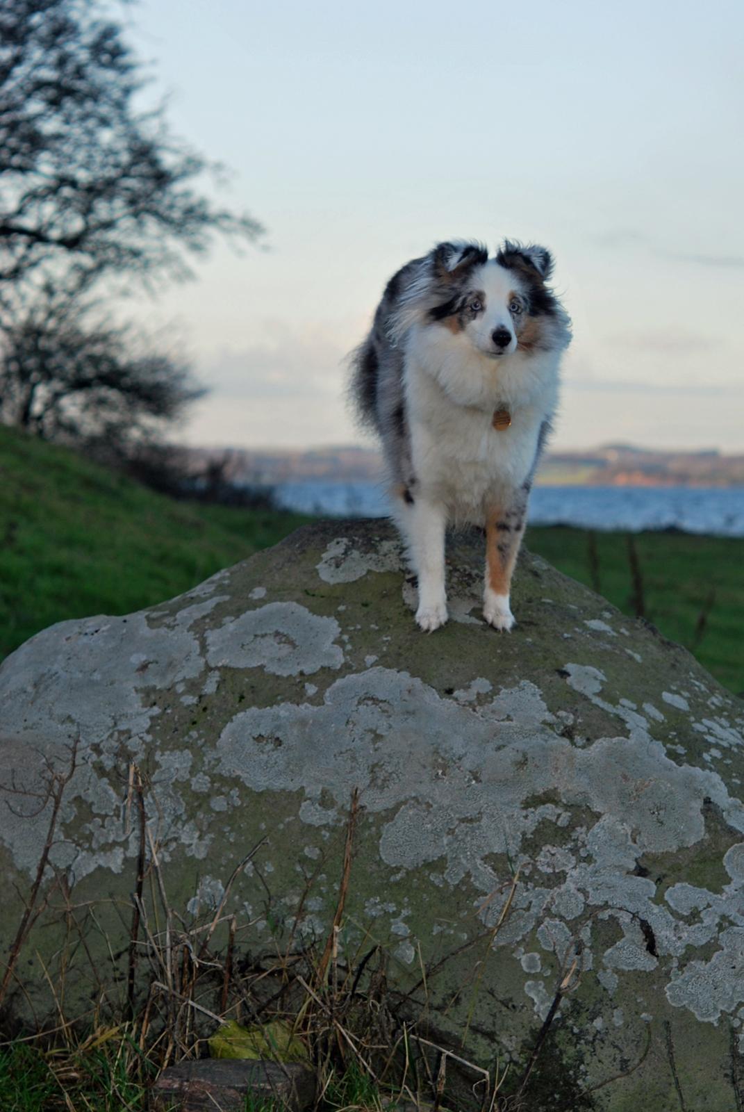 Shetland sheepdog Mejse billede 16