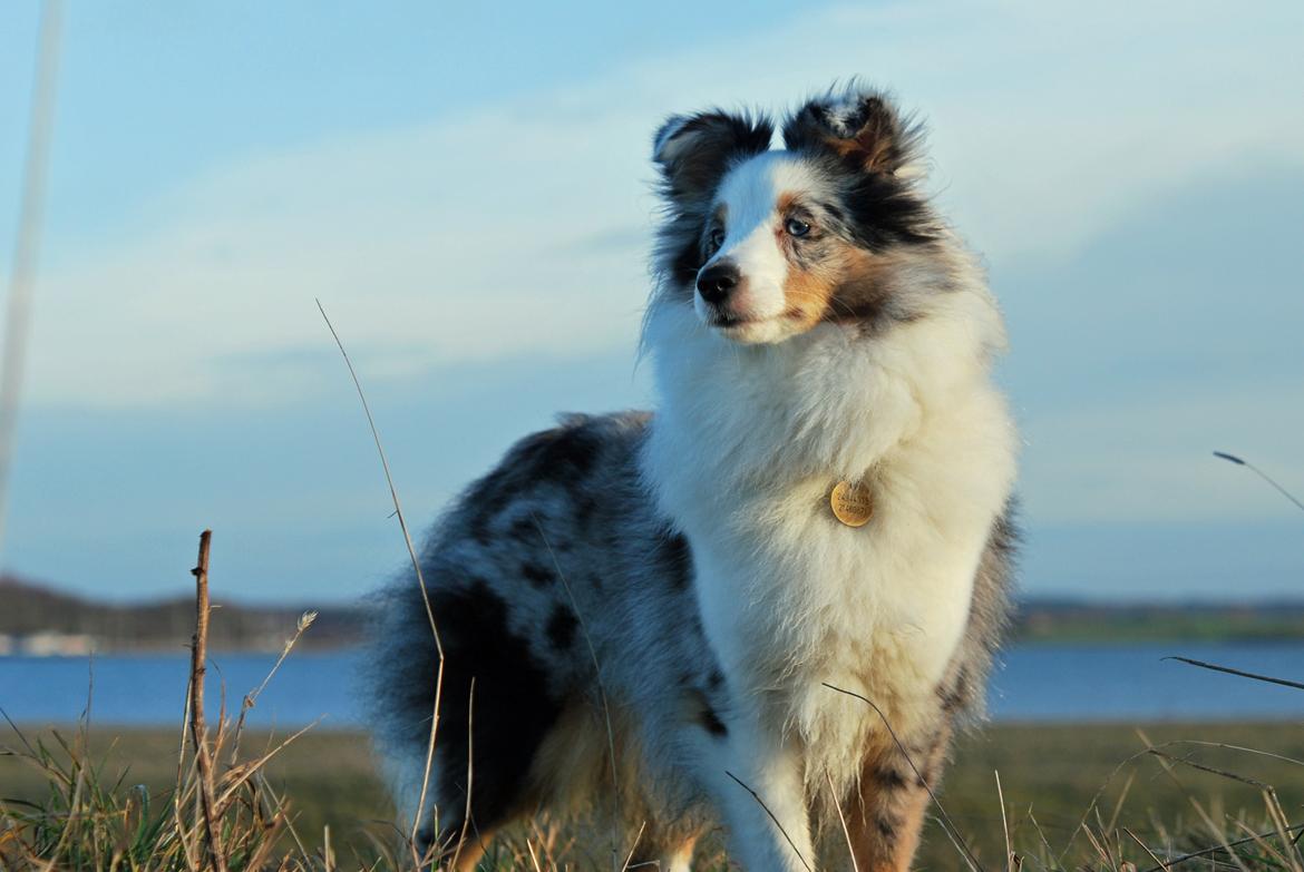 Shetland sheepdog Mejse billede 17