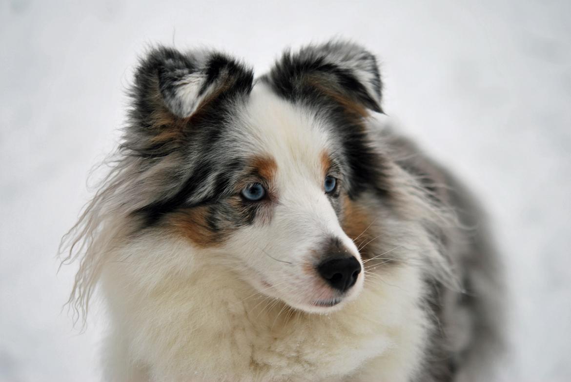 Shetland sheepdog Mejse billede 18